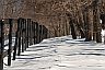 SnowAlongTheFenceline