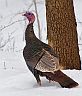 WildTurkey